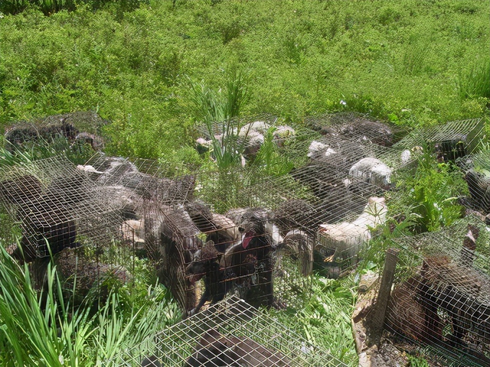 野生狐放生罕见一幕,北京发现银黑狐