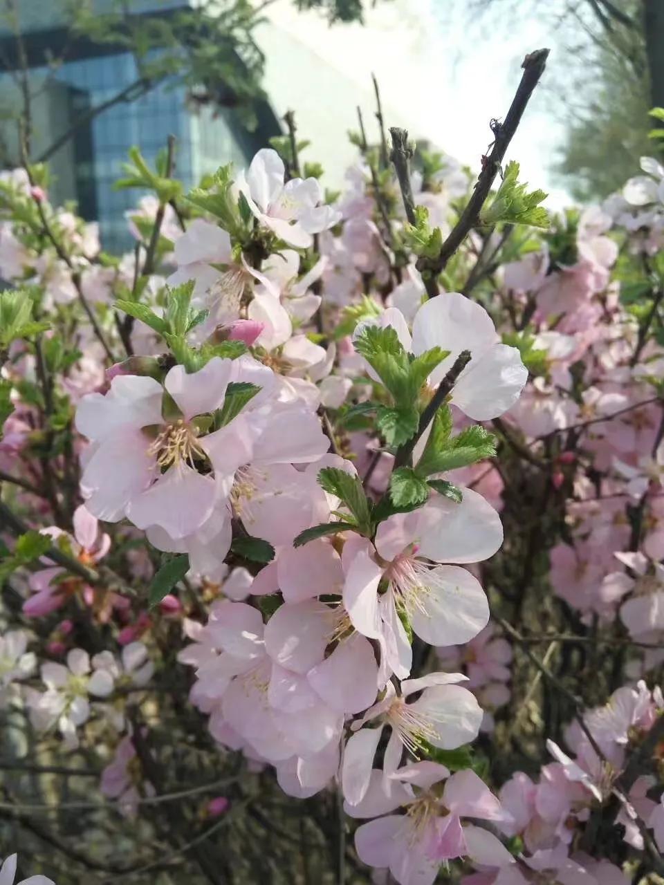 我的母校我的家乡,回母校宣传沈阳师范大学