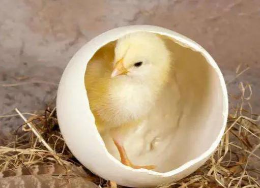 小时候农村怎么孵化小鸡,农村原始方法孵小鸡