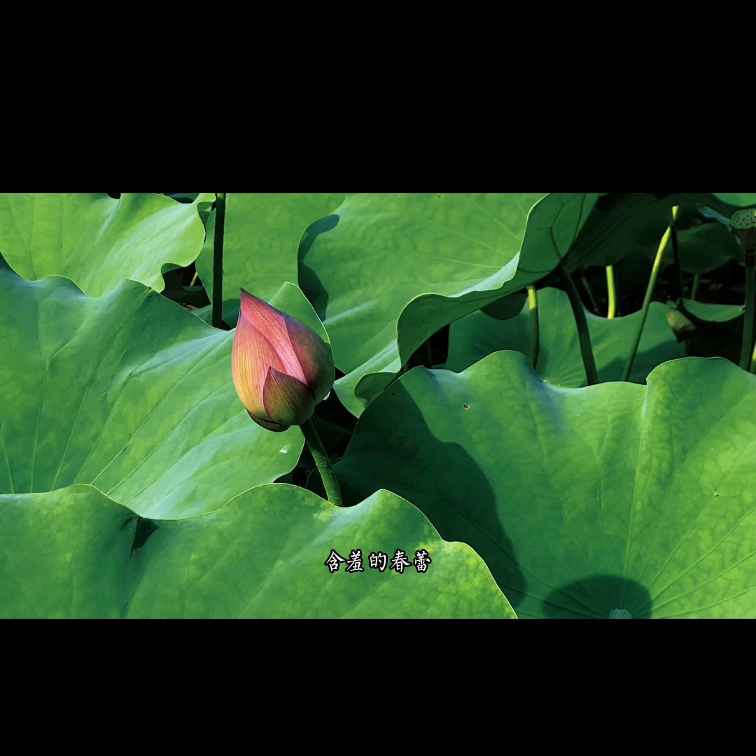 几招教会你，荷花怎么拍唯美视频#拍花技巧