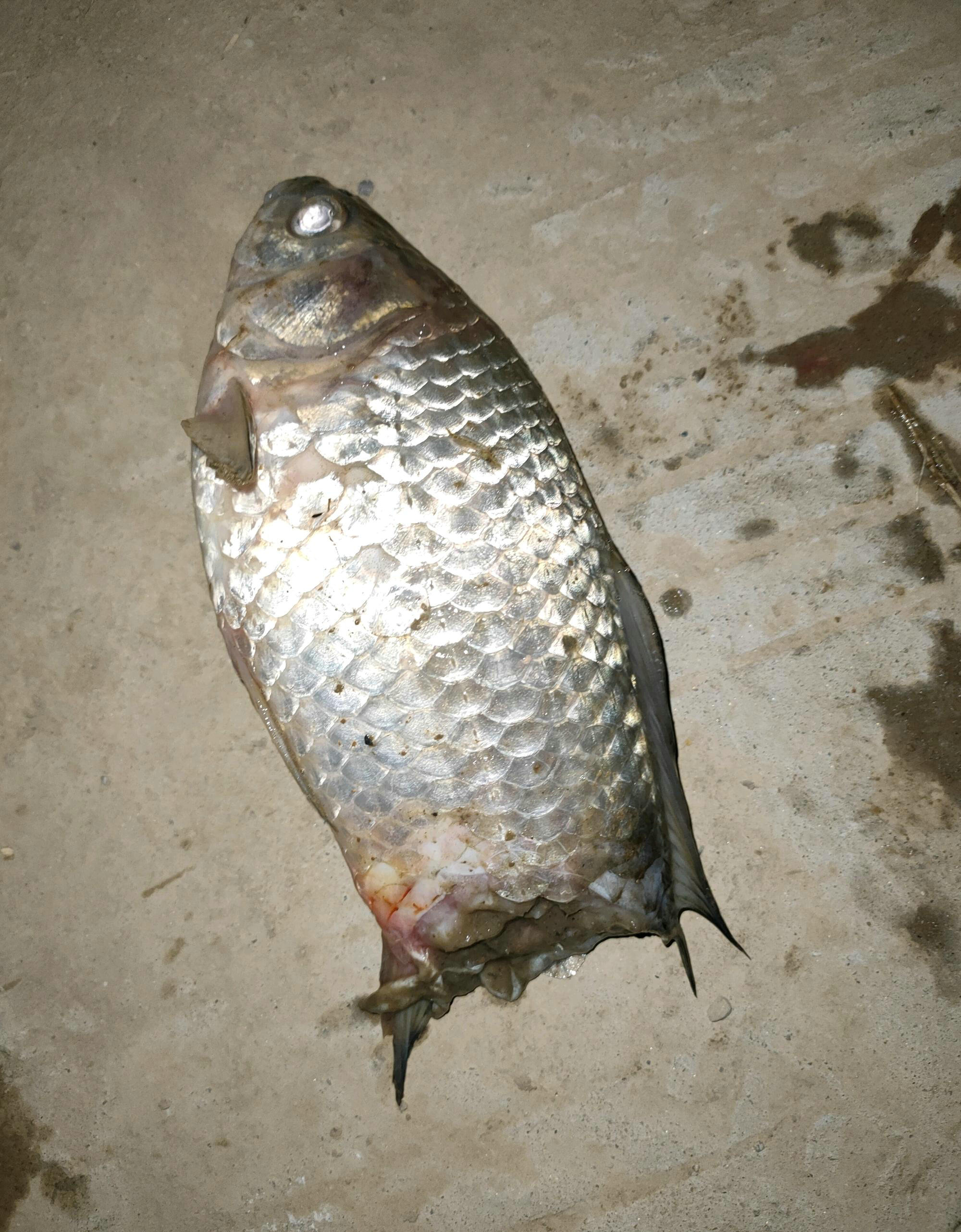 河里钓鱼鱼被咬了一半,钓鱼遇到被咬的鱼