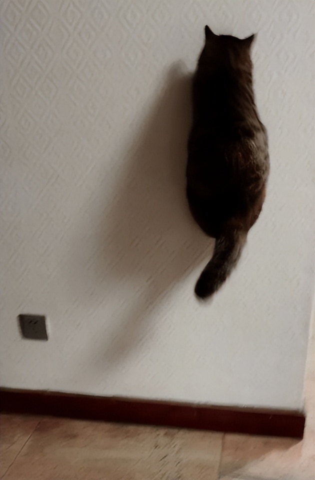 网友画“壁虎”想耍耍自家猫，可没想到…把全网的猫都给骗了