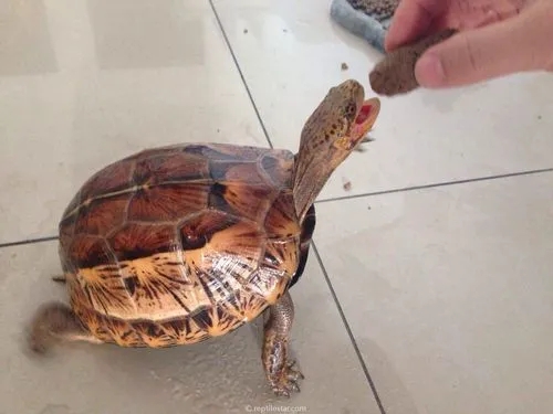 黄缘盒龟的人工饲养方法,黄额盒龟几级保护动物