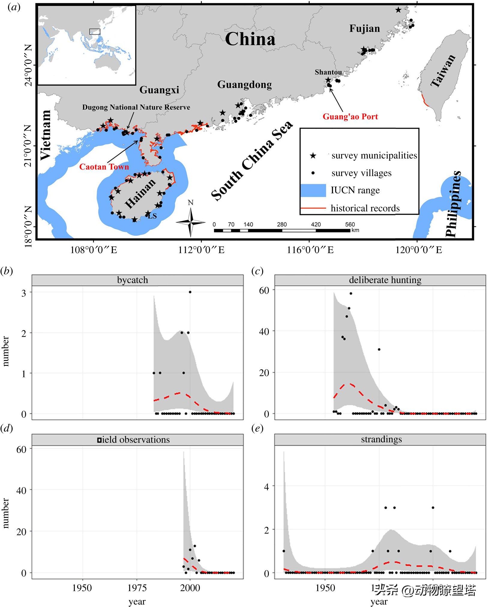 巨型儒艮灭绝,儒艮为什么遭到大量捕杀