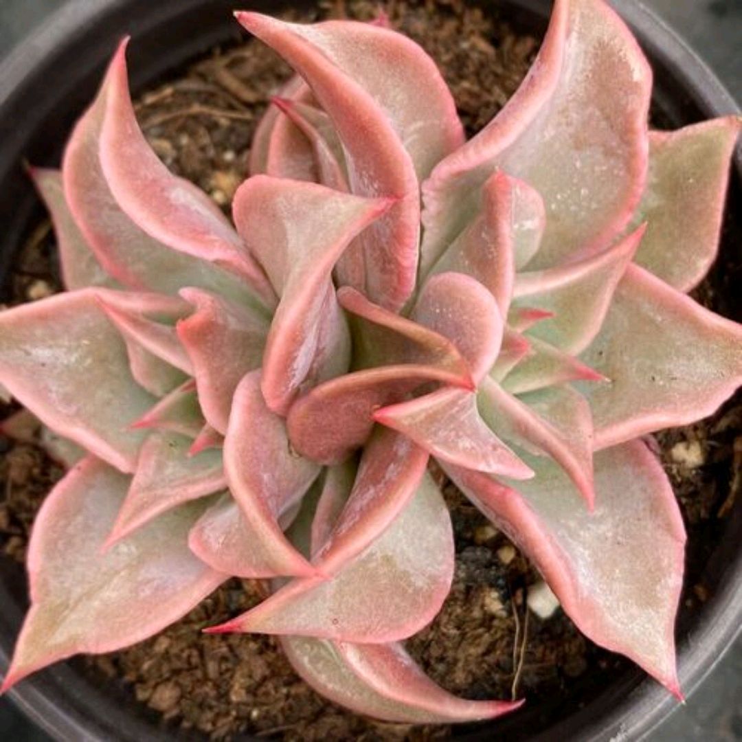 夏季养多肉注意点,夏季养多肉会生虫