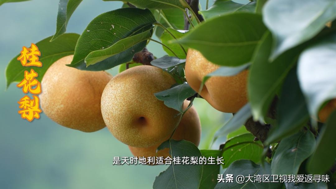 炎炎夏日,你真的不来一个甜蜜解暑的桂花梨吗！