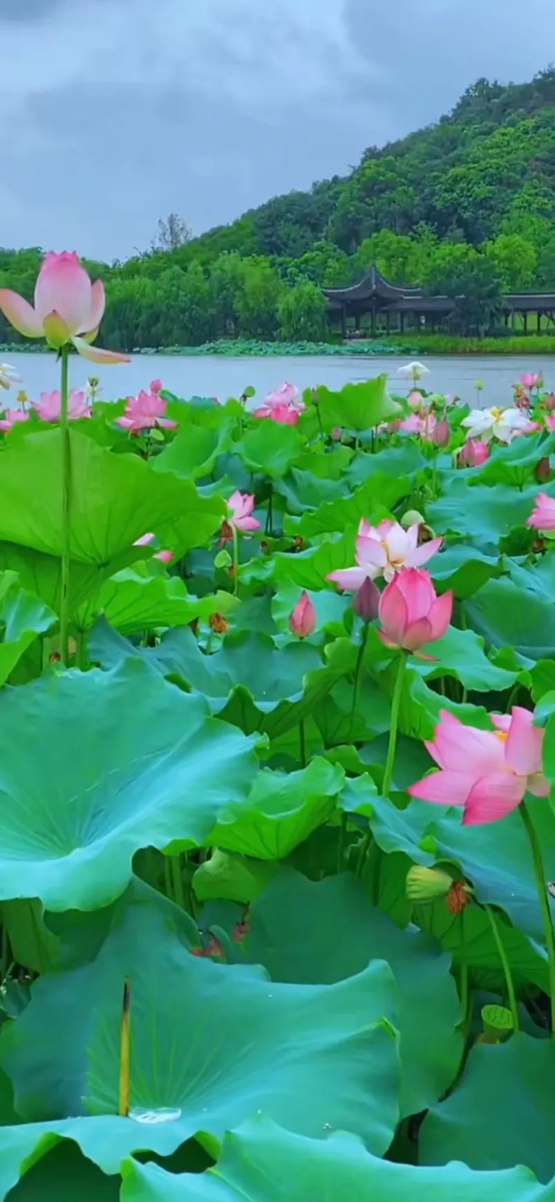 分享一组荷花图,分享一张你与荷花的照片