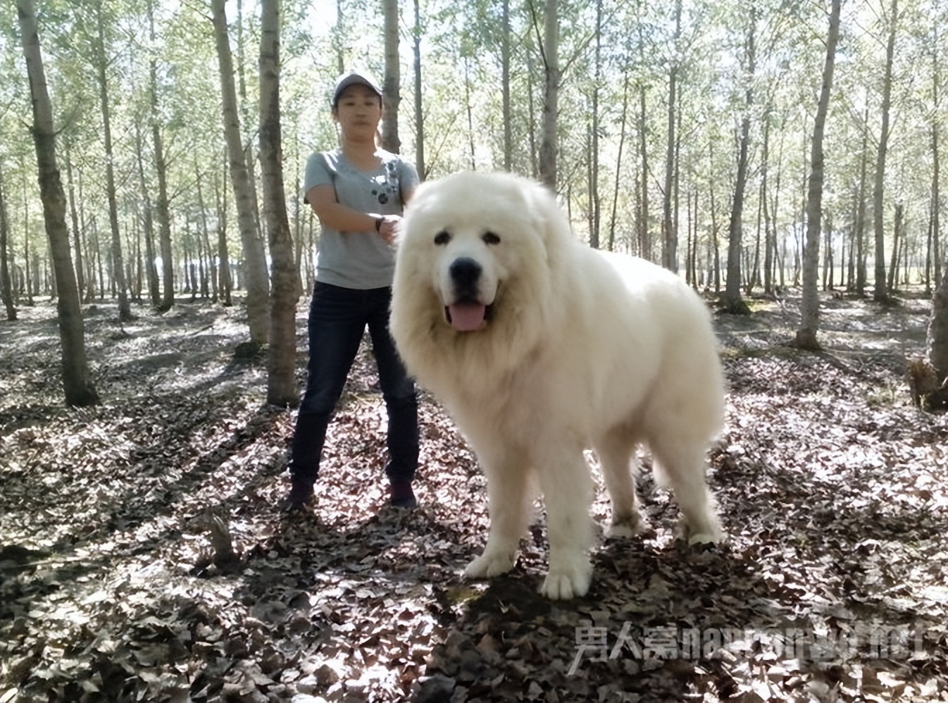 什么品种的狗狗适合有孩子家庭养,狗狗品种大全及图片拉布拉多