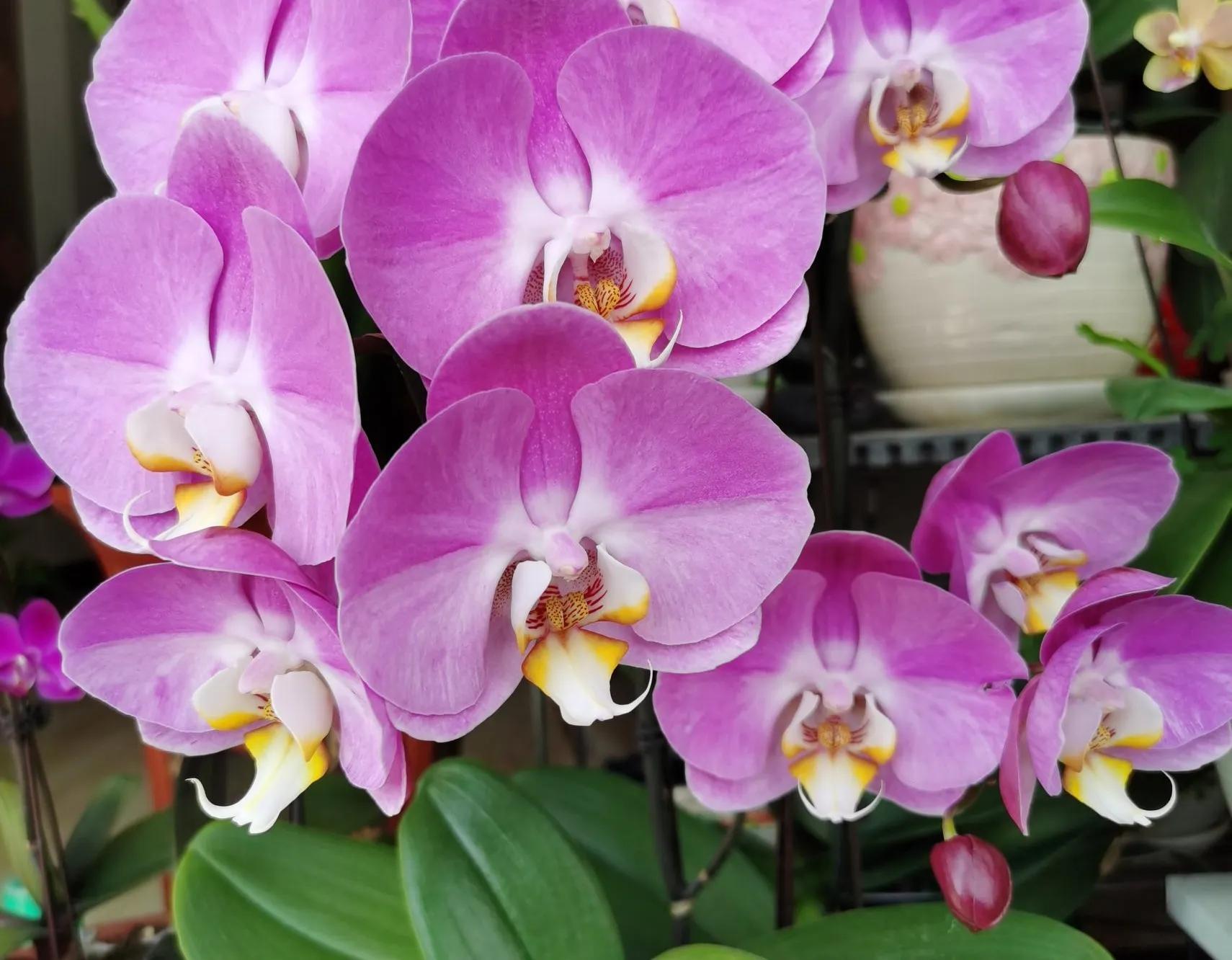 粉黛佳人水仙,紫水仙图片大全