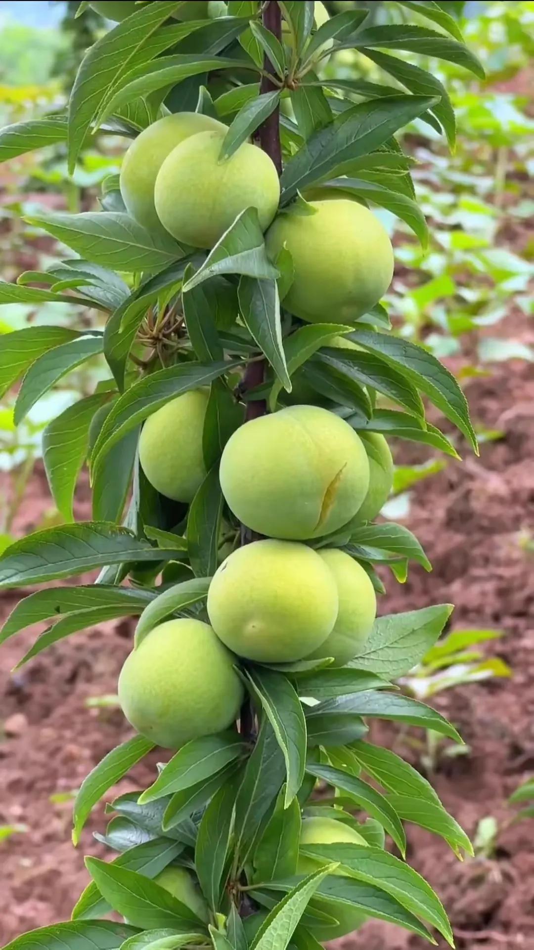 田园风光,田园风光的古诗