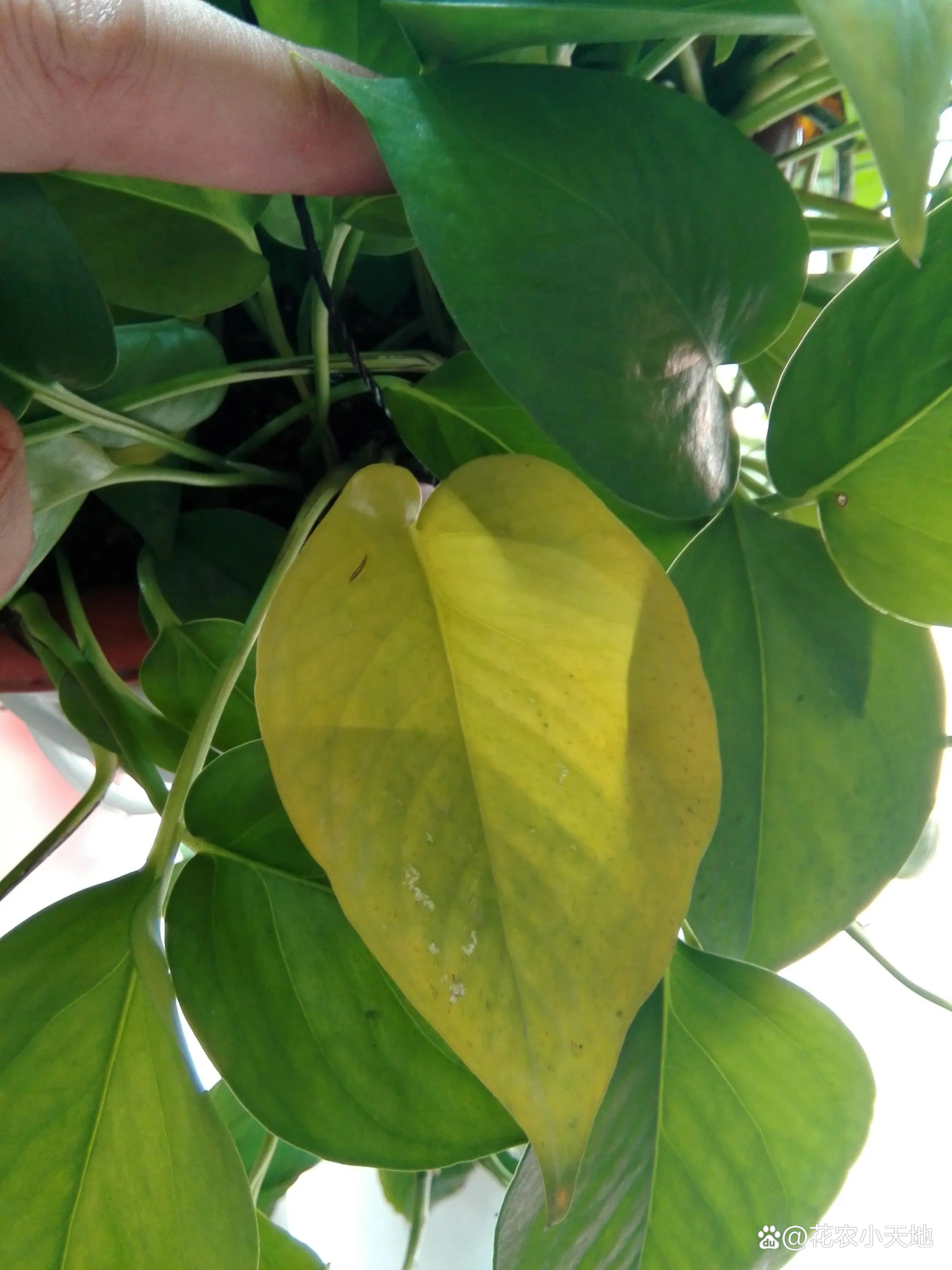 绿萝叶子发黄是什么原因怎么办,绿萝专用营养液防止叶黄枯萎