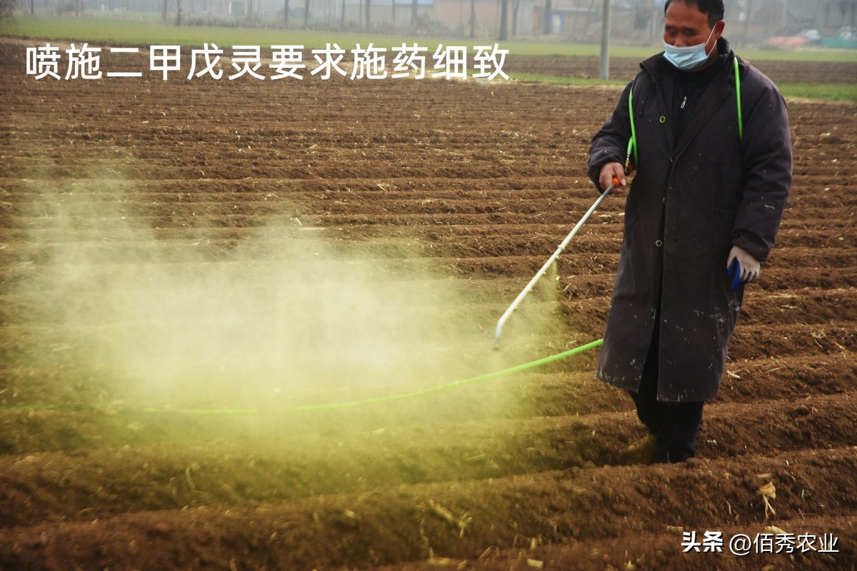 排名第一的水稻除草剂,二甲戊灵除草剂的特点
