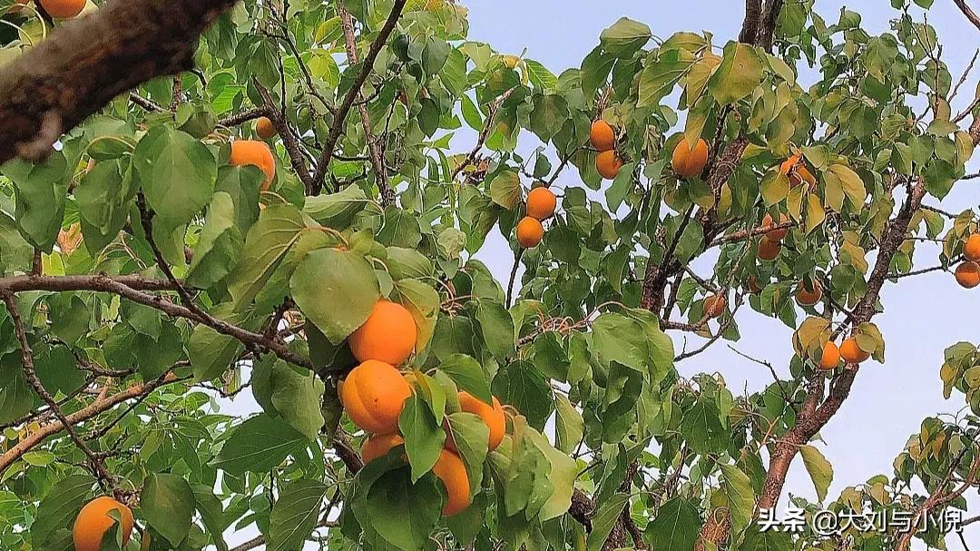 杏熟了的时候快来摘杏,山里的杏熟了图片