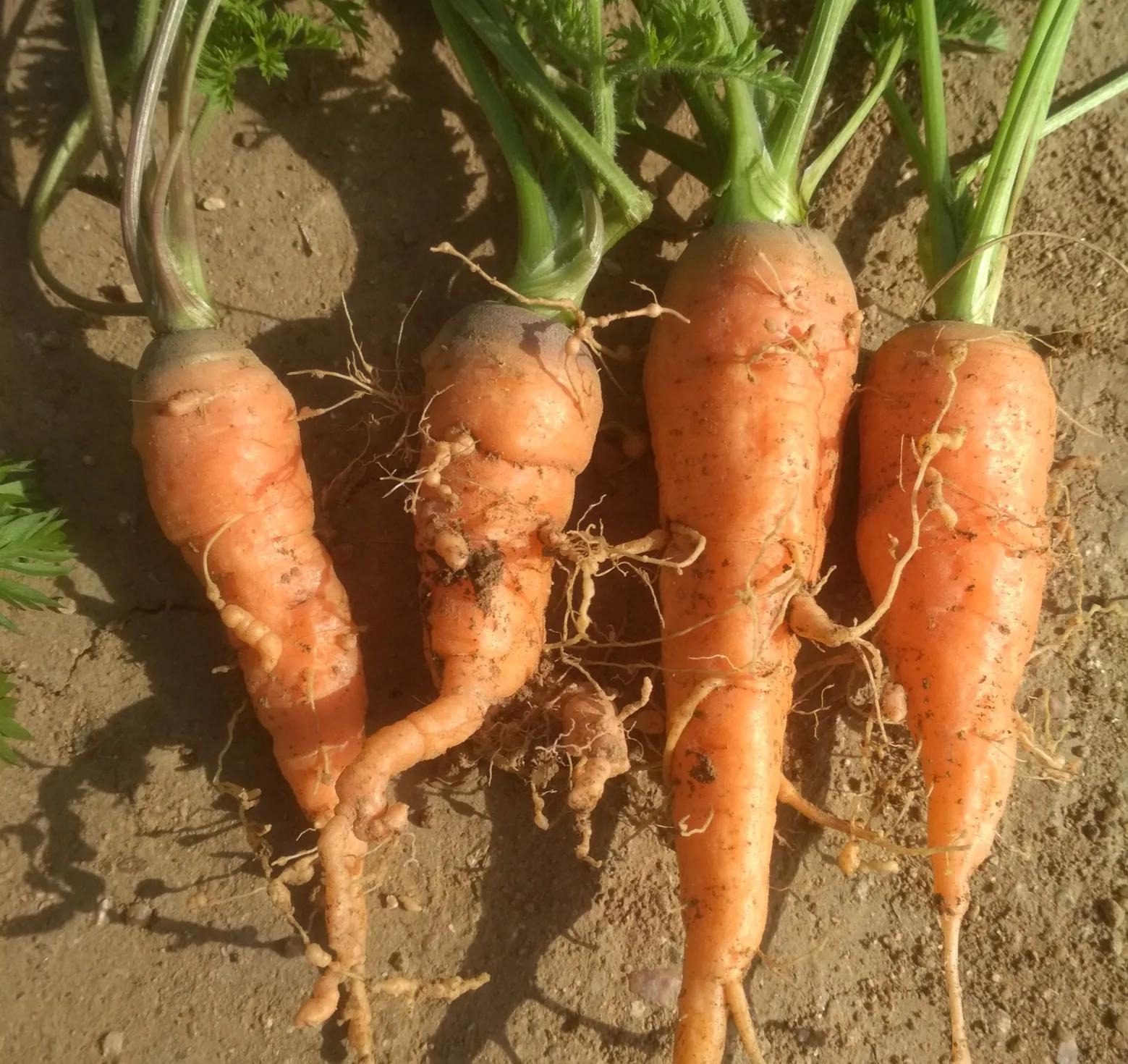 根结线虫治不住？记好这个黄金杀虫组合，线虫一遍药就能搞定