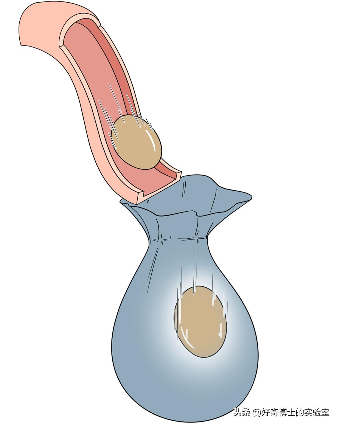 男女生的真实区别,体质健康数据男女生怎么筛选