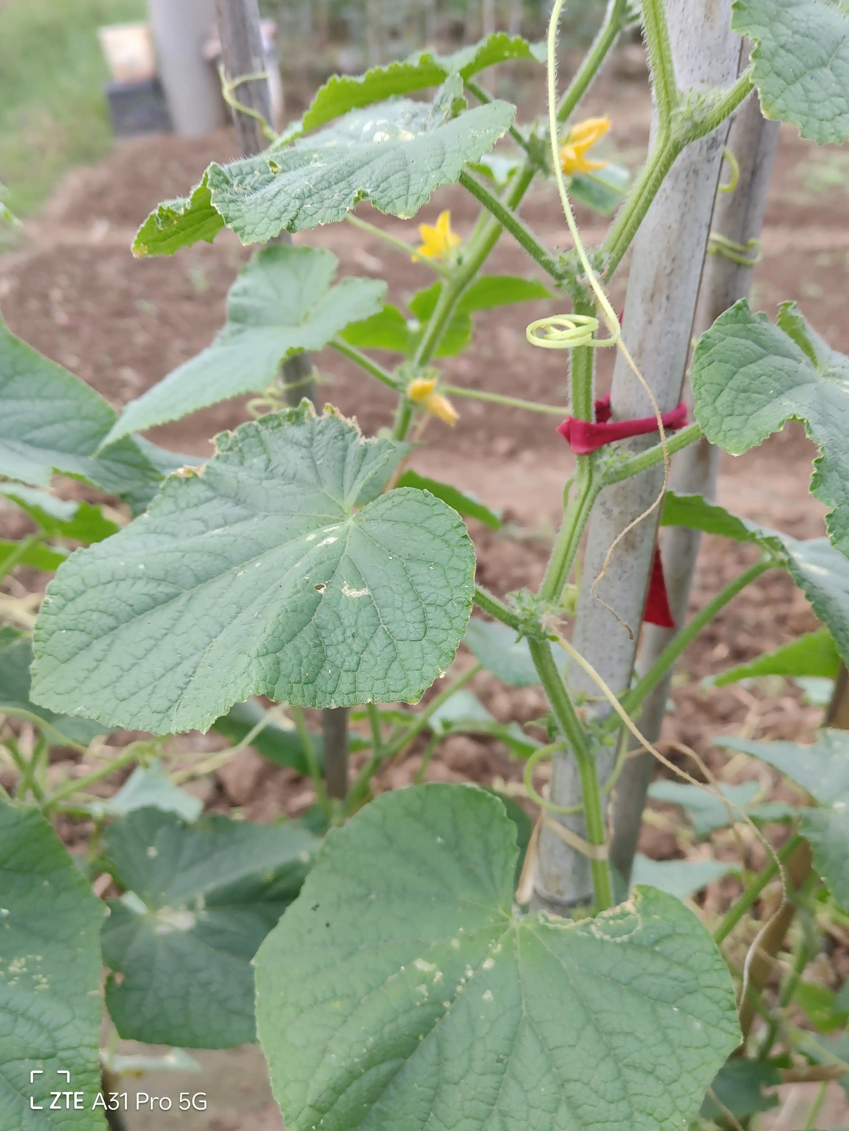 落花生的原名,落花生是什么意思