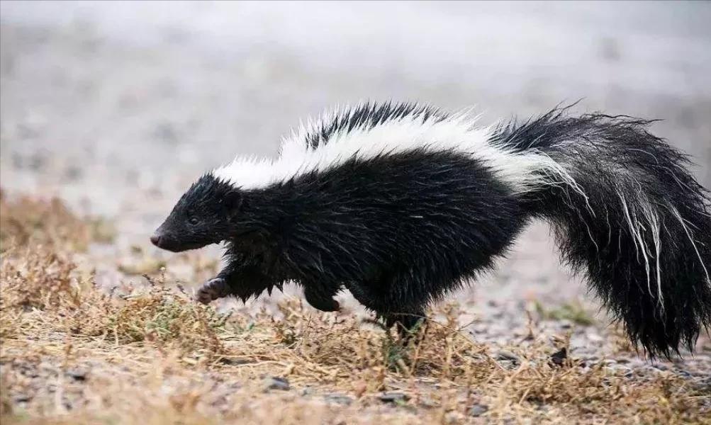 为什么狗狗见面都要相互闻鼻子,狗狗一见面就咬手