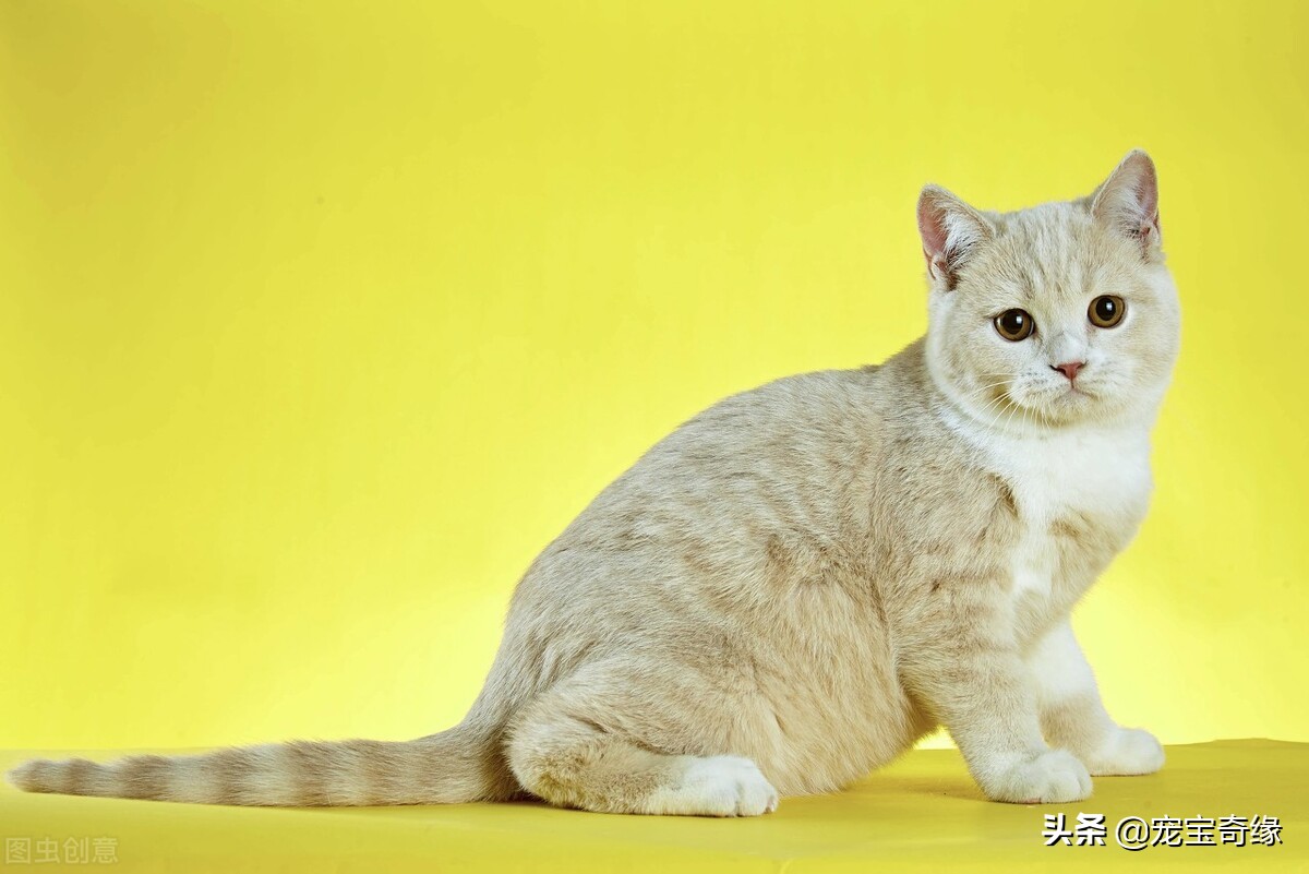 上班族最适合饲养的小宠物,适合上班族养的宠物便宜耐养