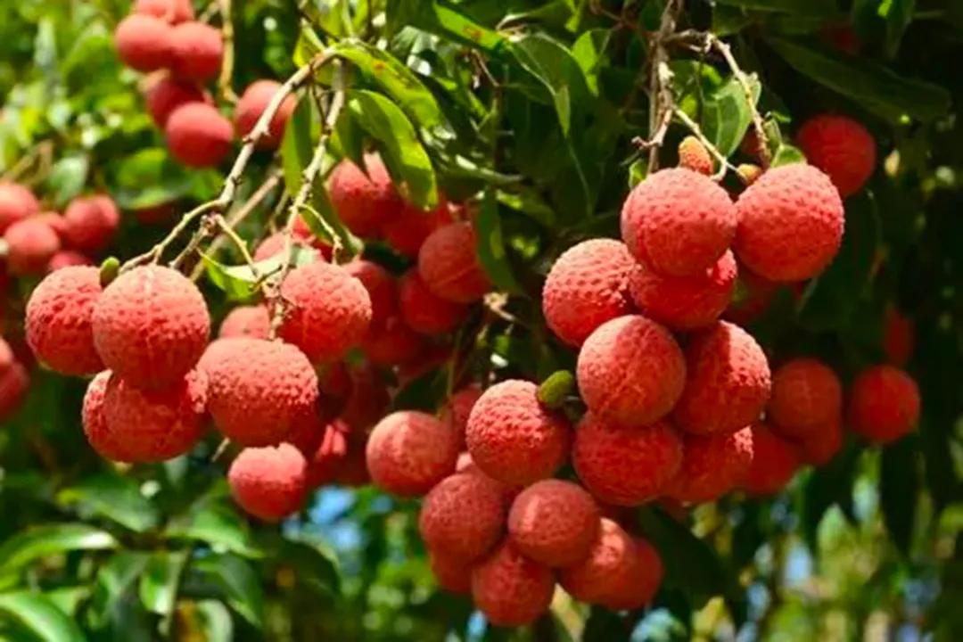 从化东成荷花园,从化摘荔枝之旅