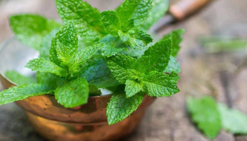 薄荷扦插为什么一晒太阳就下来了,扦插的薄荷怎么发蔫