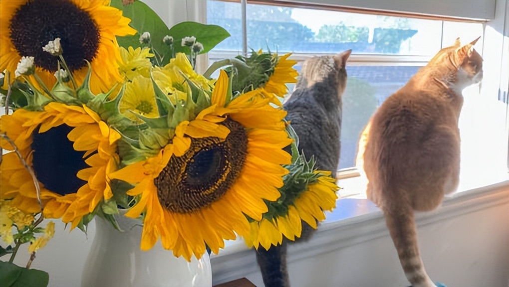 铲屎官养猫咪如何注意卫生,猫咪铲屎官的居家养猫和防护心得