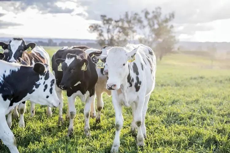 A*奶2**粉适合什么样的宝宝？市面上的热门A*奶2**粉测评