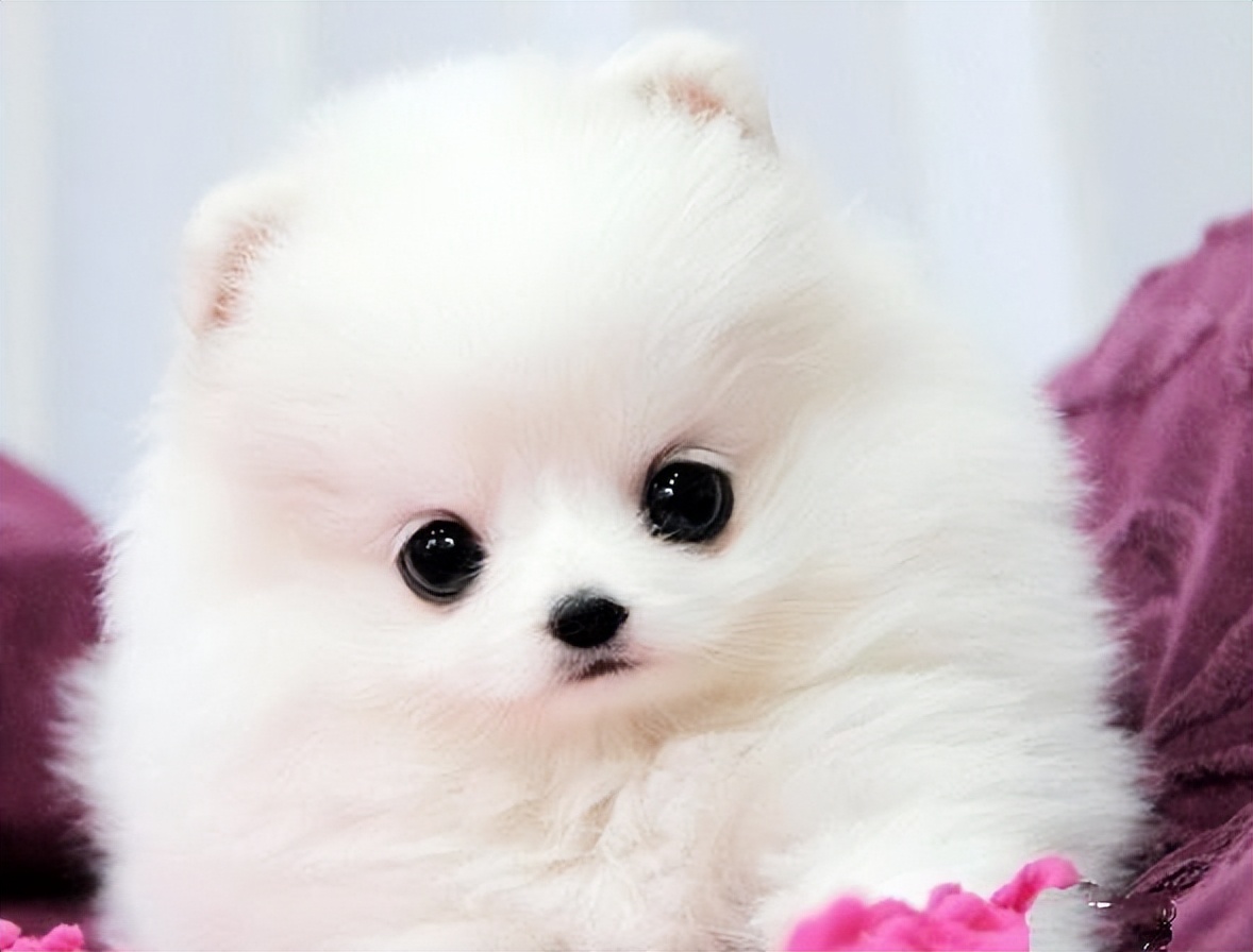 怎么治博美的泪痕,去除博美泪痕的方法