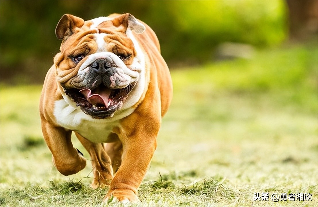 世界最好看的小型宠物狗,各种各样的宠物狗介绍大全