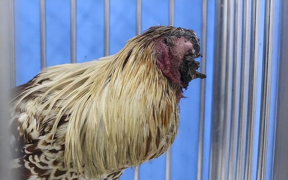 美国无头鸡的传奇,美国无头鸡原视频