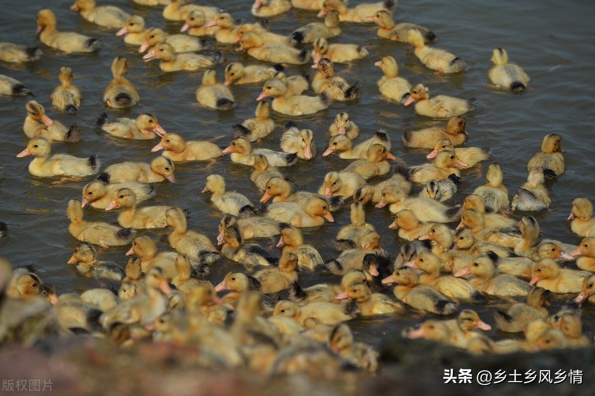 提高蛋鸭产蛋量四季管理有技巧,冬天怎么提高鸭产蛋率