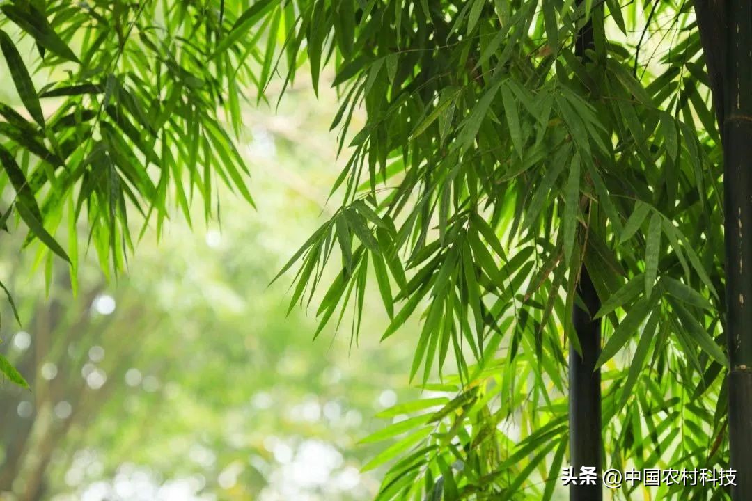 特别策划｜美丽中国下的竹子凌云志——“十三五”林业科研成效之二