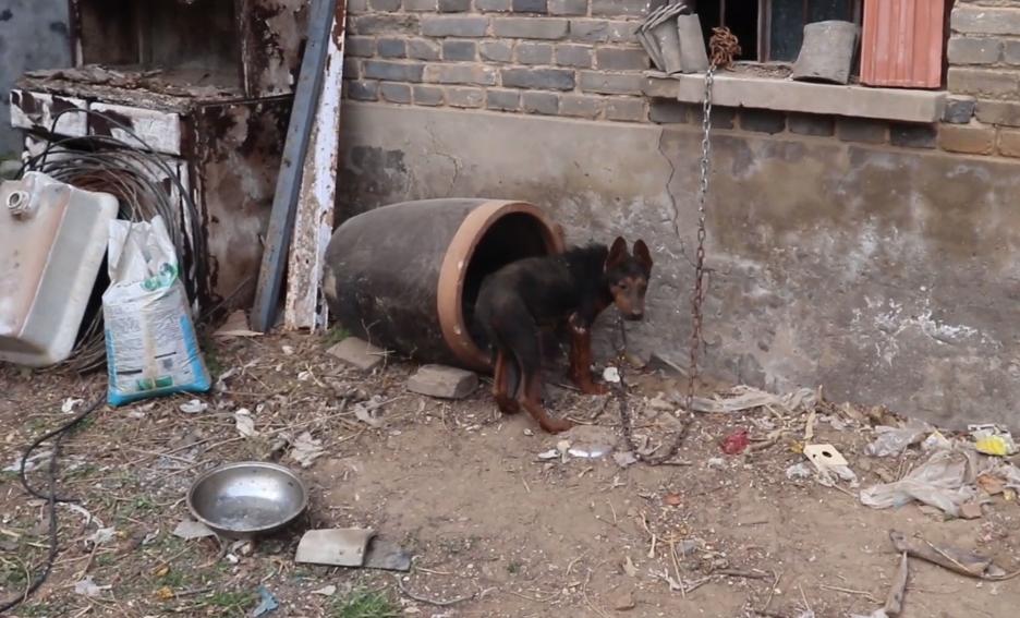 流浪狗被小孩子暴打,流浪狗被孩子家长打