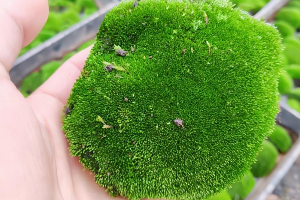 男子上山采药意外采到红石,农村小伙上山摘野果不小心摔倒了