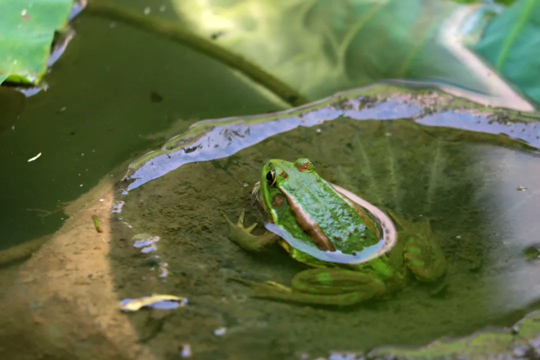 临沂夏日荷花盛开,临沂的荷花火了