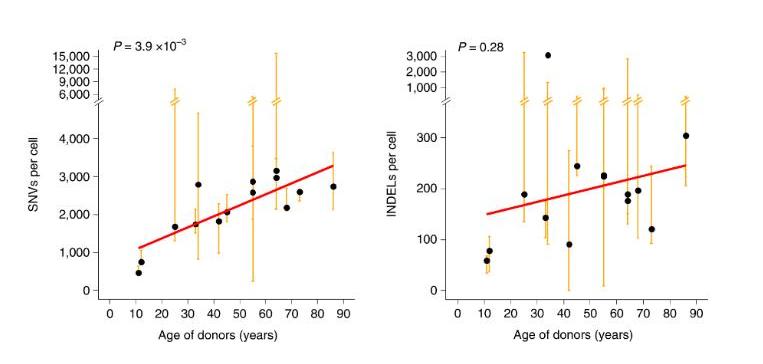 番茄果色偏黄怎么回事,番茄果实色泽评价