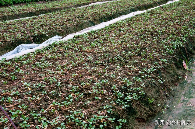 马齿苋种植方法全过程,种植直立马齿苋要什么技术