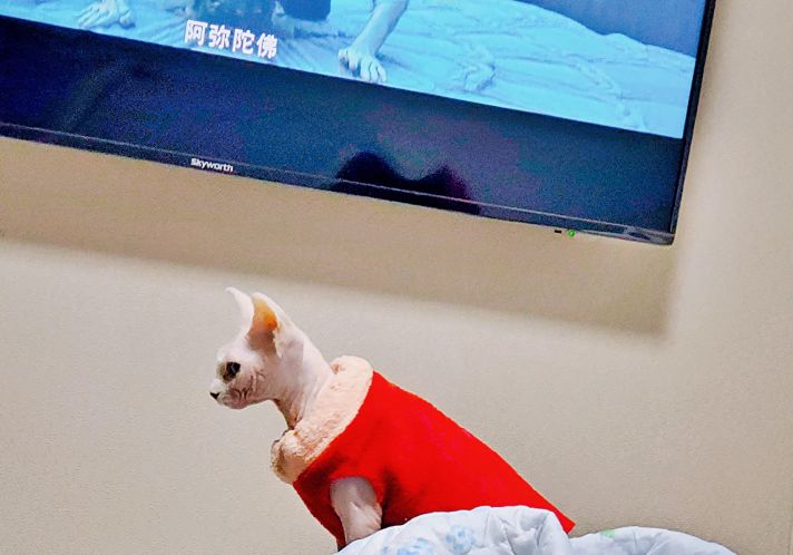 伴侣猫推荐,无毛猫斯芬克斯好不好