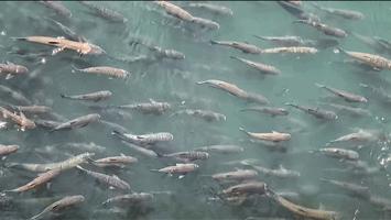 一半喜一半忧,一半喜一半忧粤语