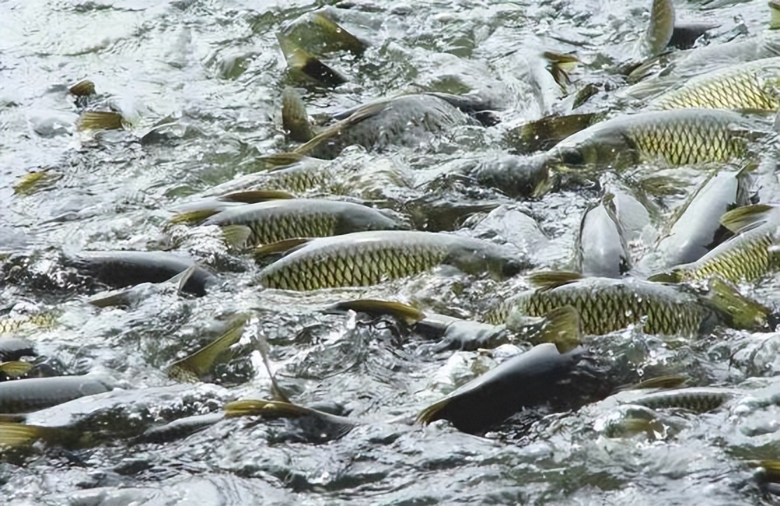 养殖鱼怎么防鸟类,养殖鱼预防鱼病用什么药