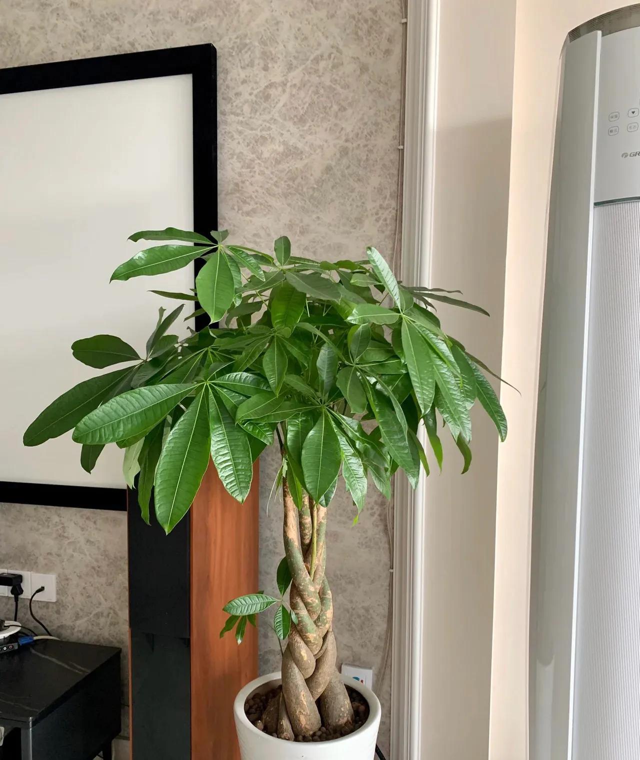 3种花是甲醛克星,室内吸甲醛最好的10种花