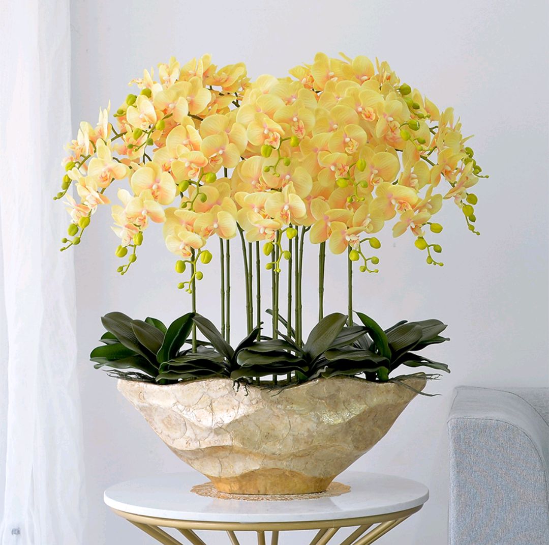 年花盆栽怎么搭配,明年还可以开花的年花盆栽