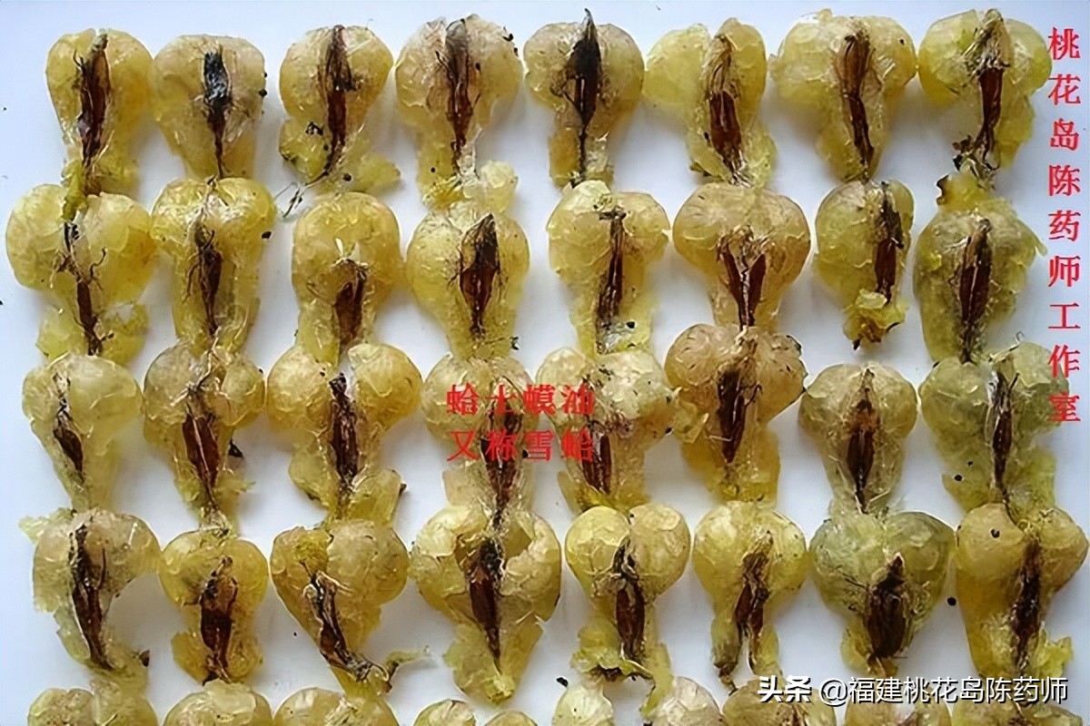 20味中药的功效与作用,中药大补阴丸的功效及作用