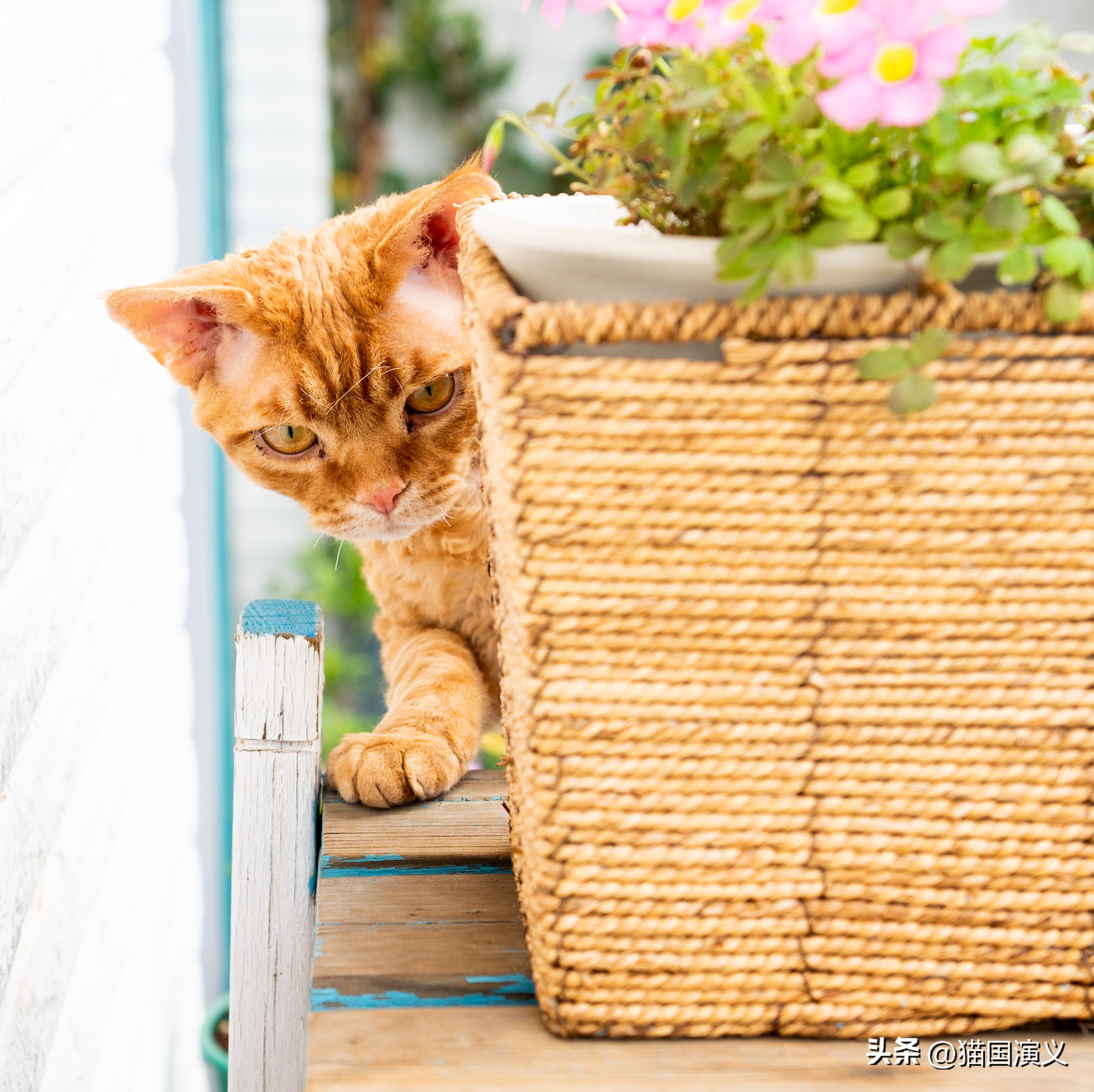 酢浆草和三叶草有什么区别,德文卷毛猫跟狸花猫配