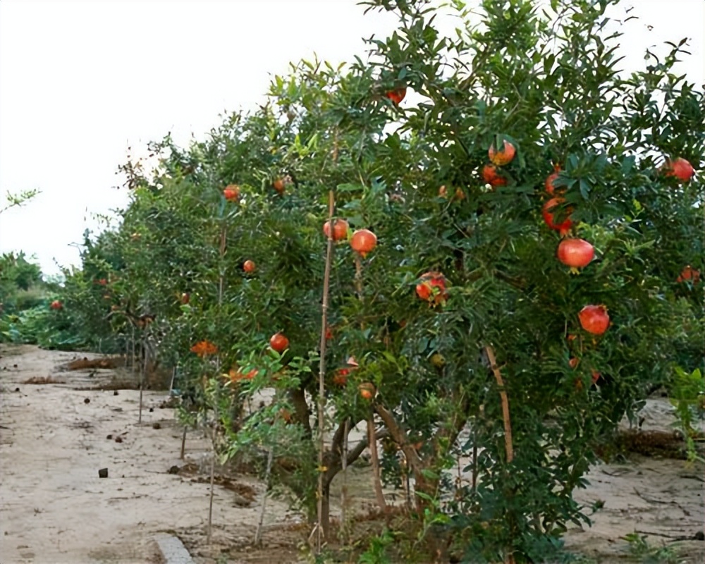 石榴树的种植方法与注意事项,种植石榴树的方法和技术