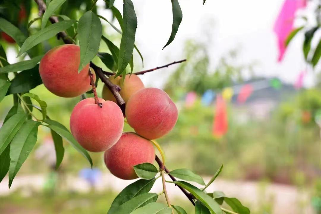 眉山采摘园推荐,眉山天府新区采摘园