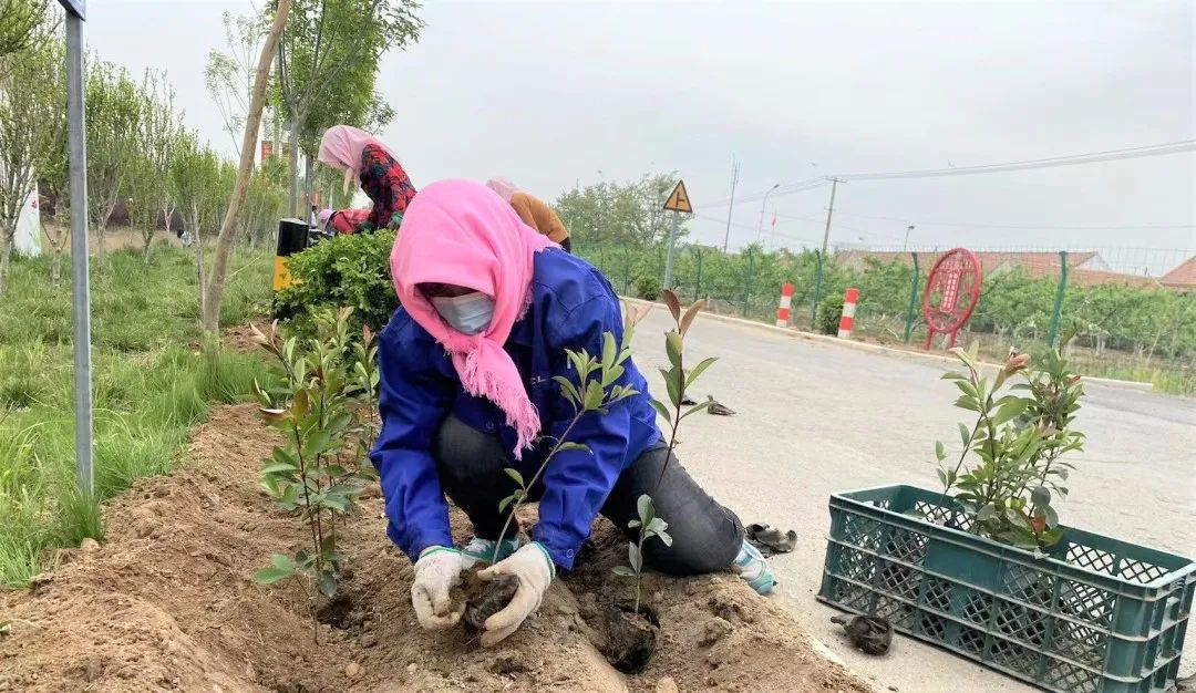 “植”此青绿，大家洼街道绘就生态底色