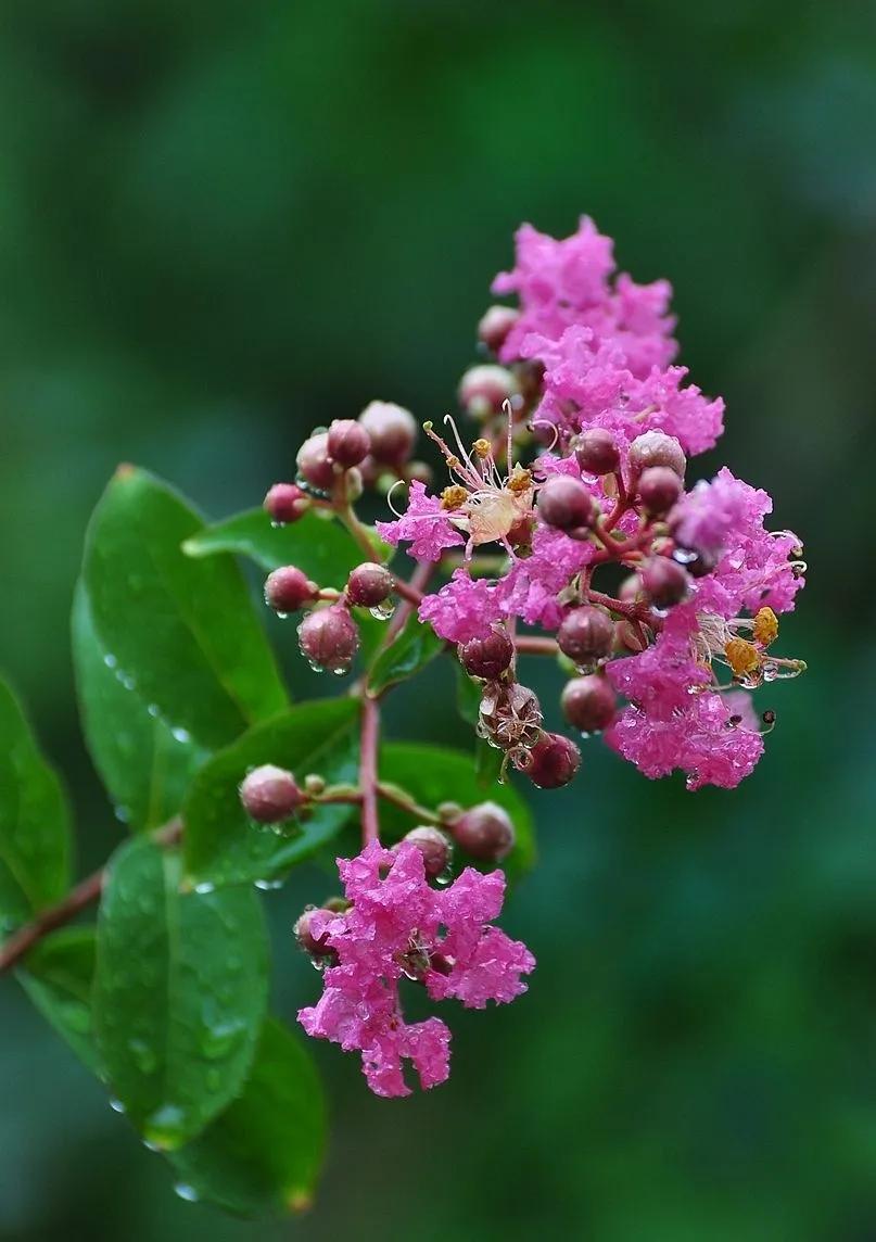 紫薇花壁纸高清全屏,唯美紫壁纸