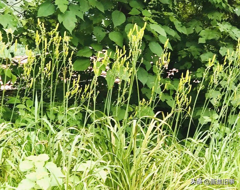 祖母琐忆之三：黄花菜