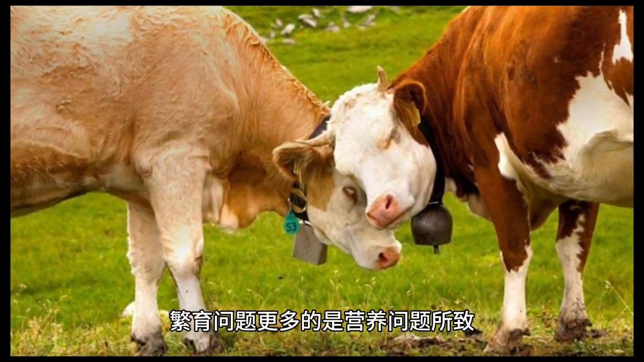 繁殖母牛#每天分享牛羊养殖小知识