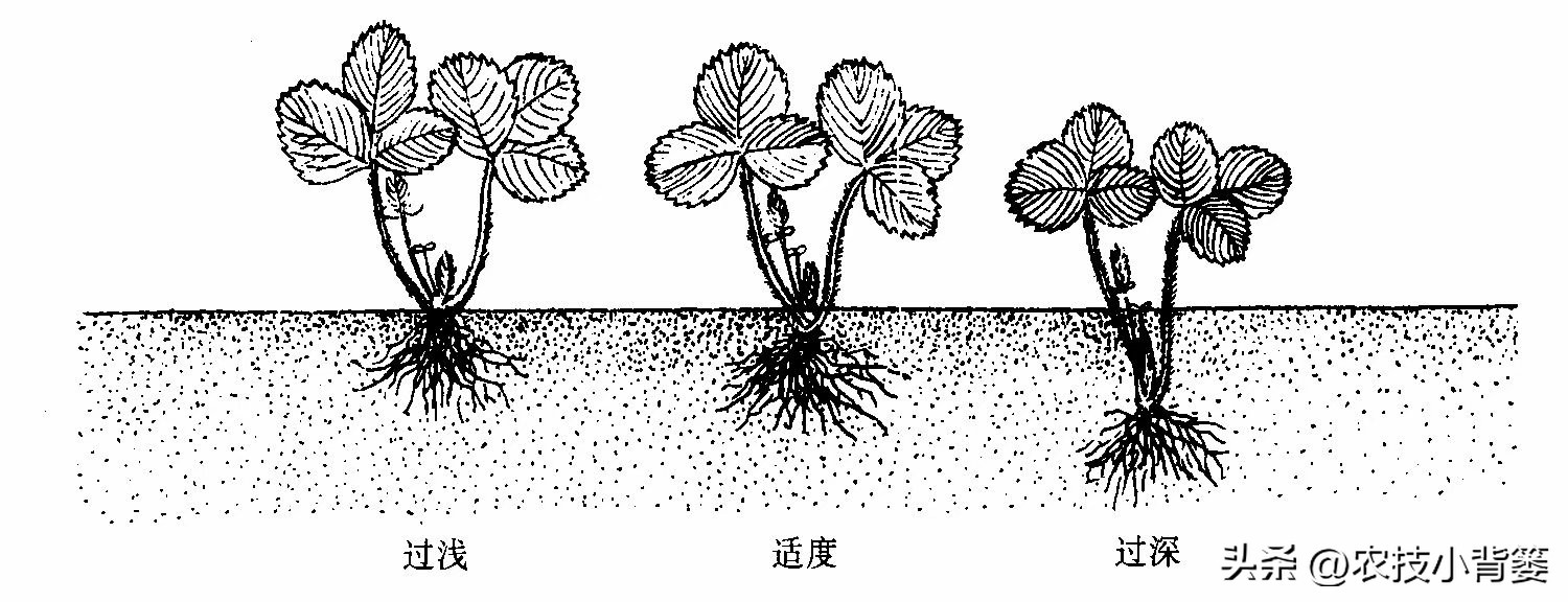 种草莓不要大棚能种植草莓吗,用烂草莓种草莓的正确种植方法